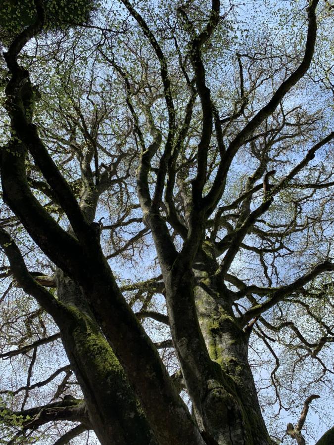 Gite " Oree Des Bois" Vertolaye Dış mekan fotoğraf