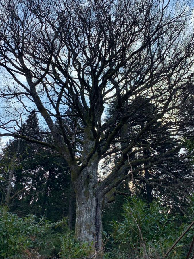 Gite " Oree Des Bois" Vertolaye Dış mekan fotoğraf