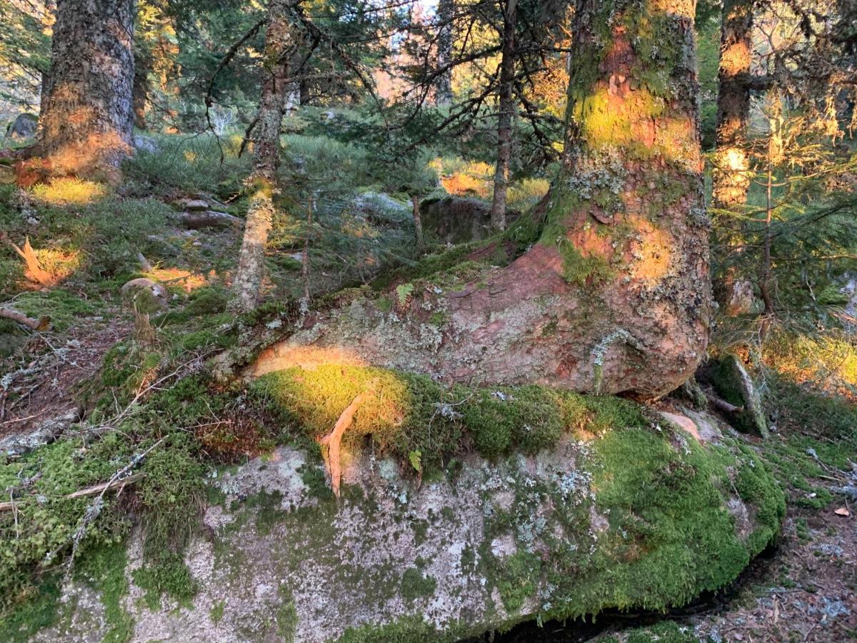 Gite " Oree Des Bois" Vertolaye Dış mekan fotoğraf