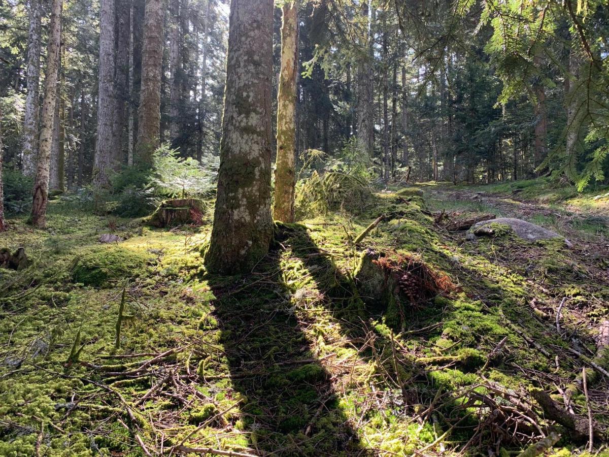 Gite " Oree Des Bois" Vertolaye Dış mekan fotoğraf